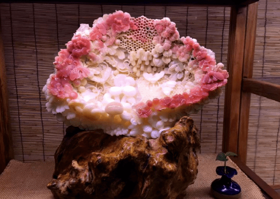 砗磲——海底玉石,灵气超然!