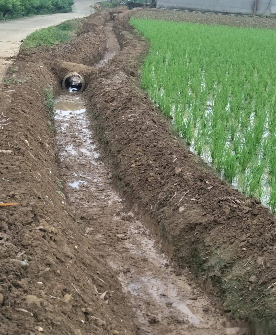 过水沟渠被填,周围40余户群众百亩良田无法灌溉