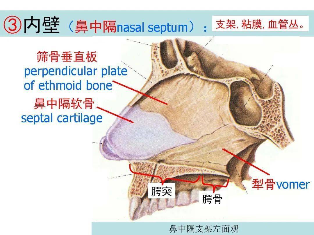 鼻及副鼻窦影像解剖
