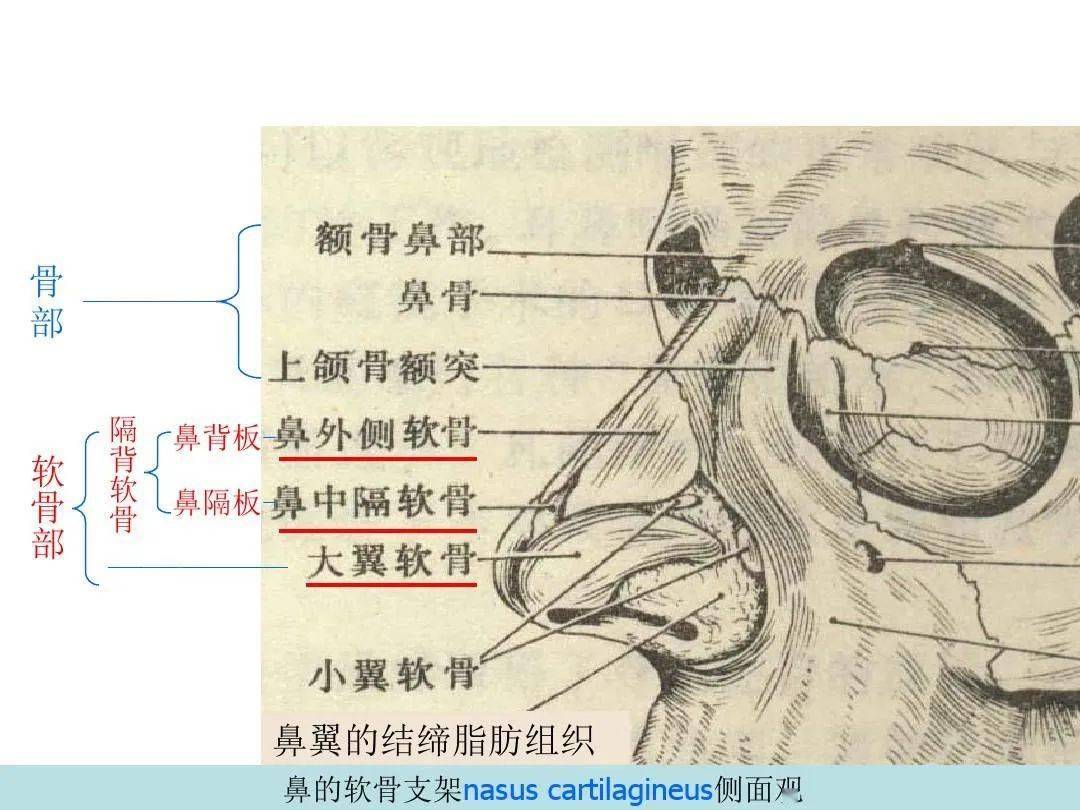 鼻及副鼻窦影像解剖