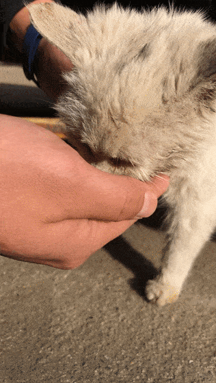 猫:我只是想尝尝食物的味道…_小猫