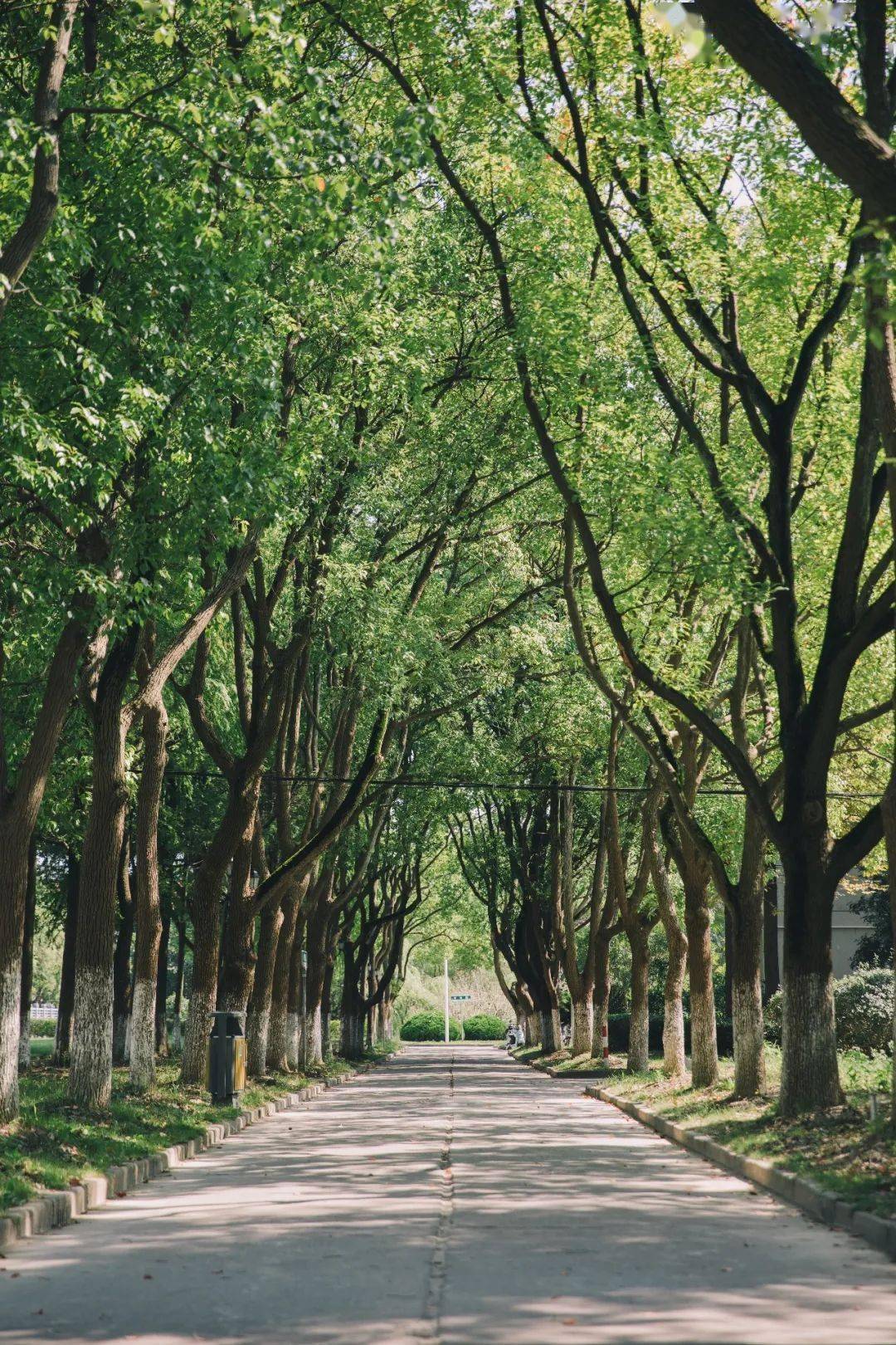 上海师大拍了拍你,夏日校园美景奉上