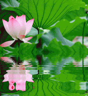 300_326gif 动态图 动图