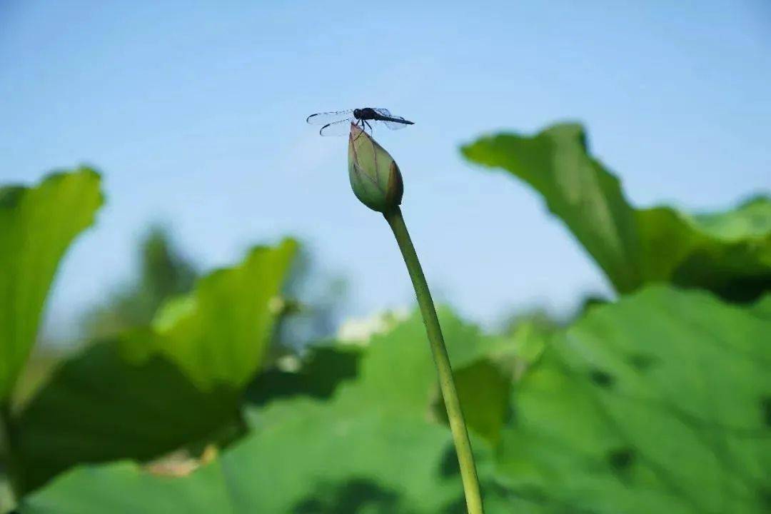 我们的节日 | 今日大暑:暑日有尽,唯愿安好