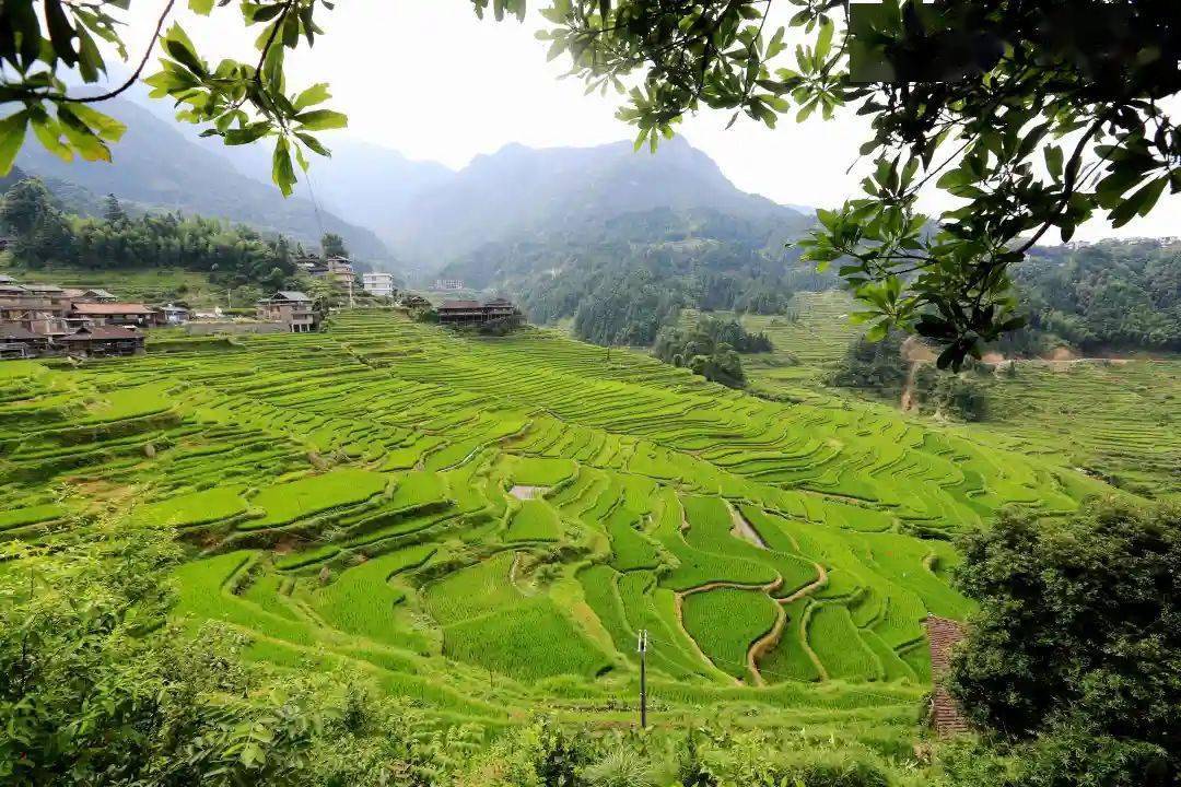 融水:盛夏相约赏梯田