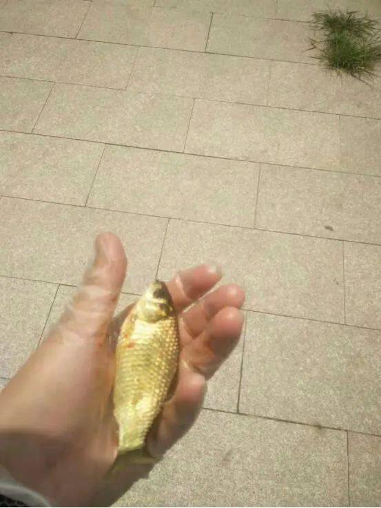 野钓小鱼闹,泥鳅来帮忙