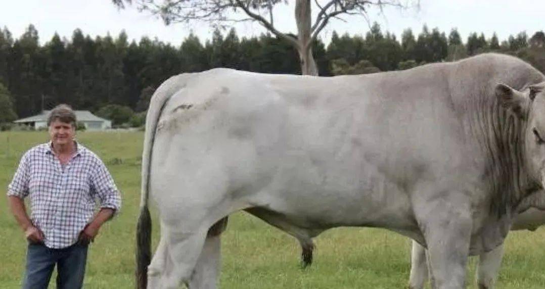 契安尼那牛是世界上最大的牛品种.