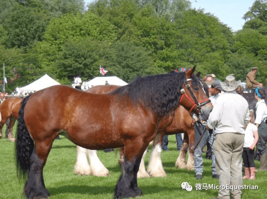 阿尔登马ardenneshorse