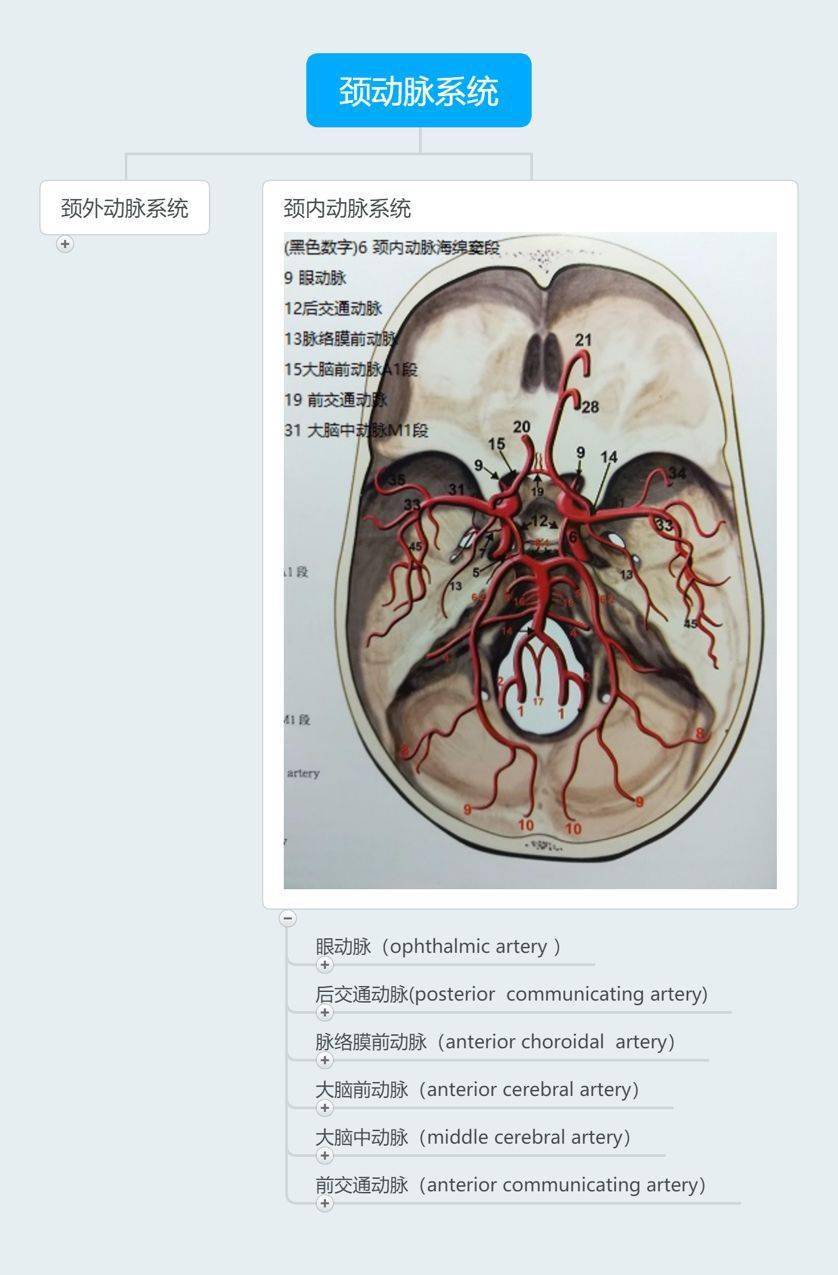 颈内动脉的几个分支