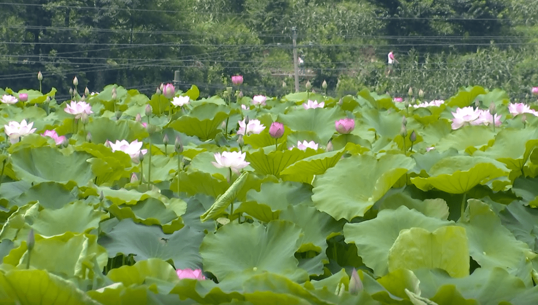 【奋斗百年路 启航新征程】普定水井村:千亩荷花开 盛夏迎客来