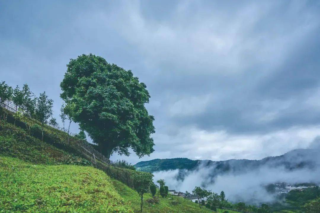 畅游秀美临沧,探谧冰岛茶山|3天2晚临沧茶文化体验之旅即将首发!