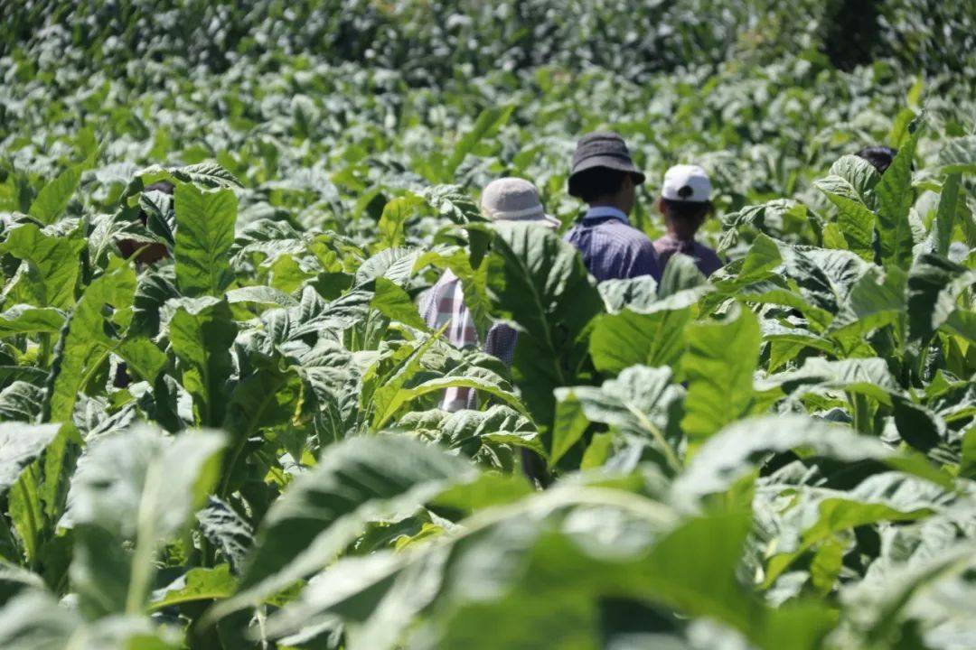 虽然在芙蓉社区烤烟种植示范基地遭受了冰雹,但是今年烤烟长势喜人