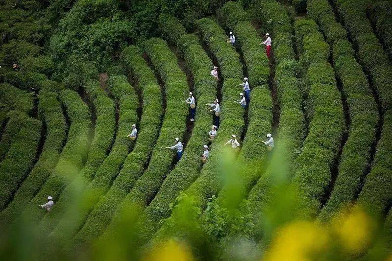 有一种生活叫紫阳,有一种旅行叫来紫阳_茶山