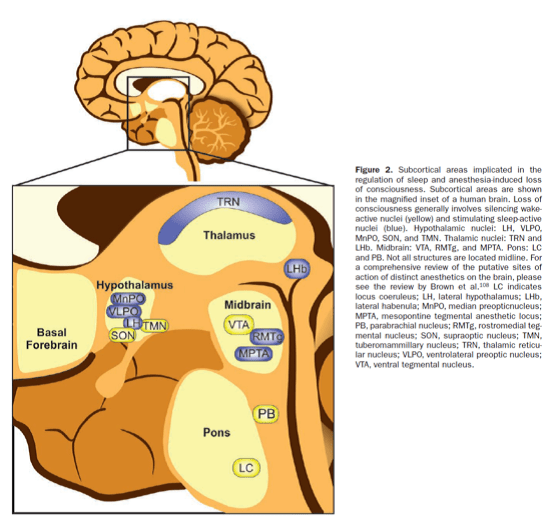全身麻醉和睡眠的神经环路