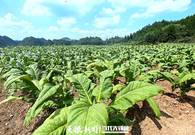 贵定新巴镇:1084亩"黄金叶"长出幸福的"生态绿"