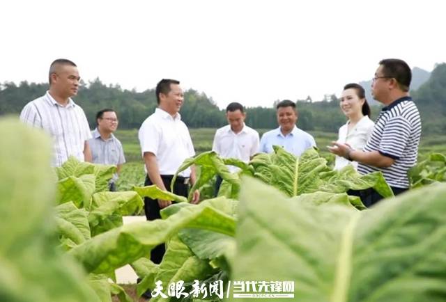 7月29日,贵定县委书记班代荣(左三)到新巴镇调研乡村产业.