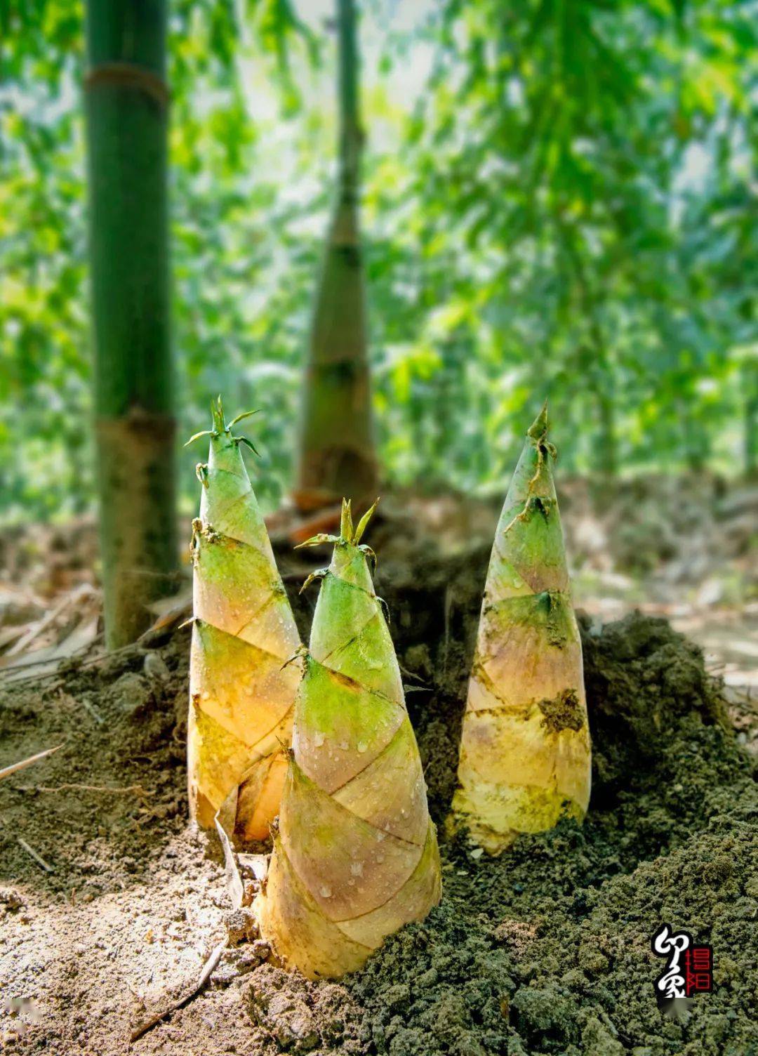 埔田竹笋佳笋连山野有味是清欢