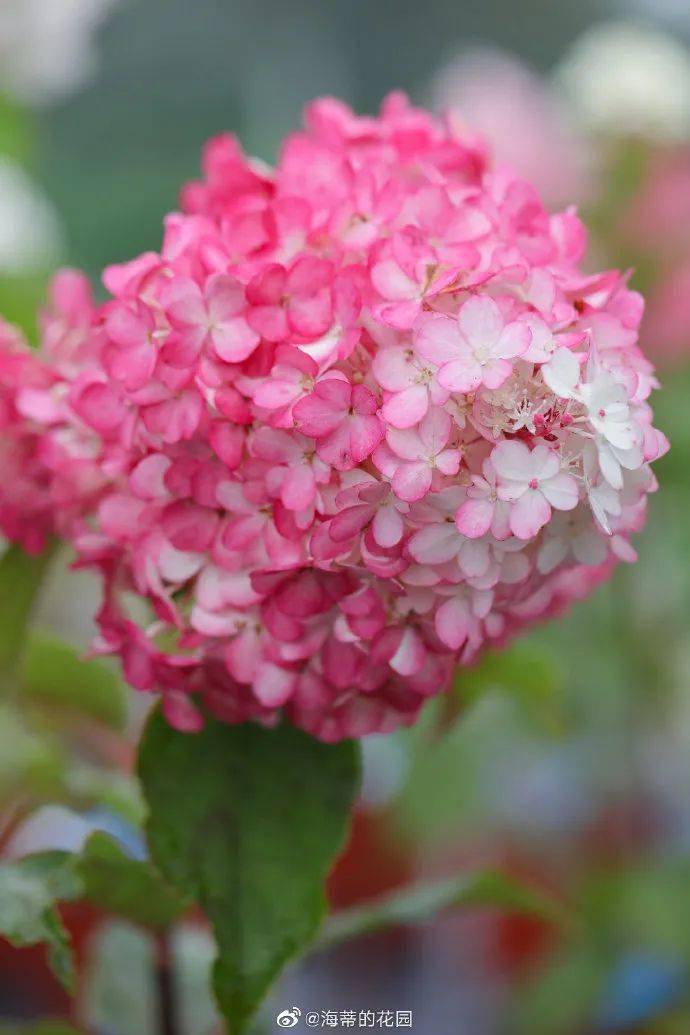 每日一花 绣球花"香草草莓:昼夜温差大时开花色彩美丽