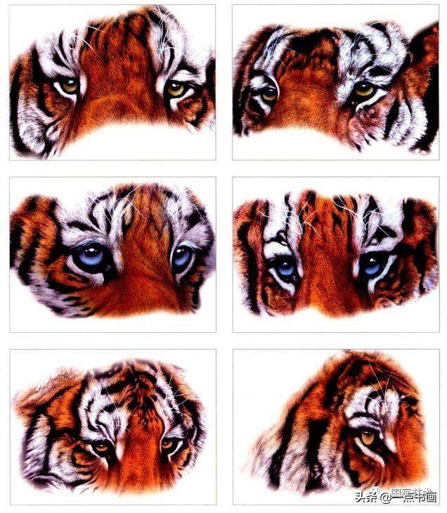 老虎的眼睛是表达性情,体现威严的重要部分,一只老虎能否跃然纸上,活