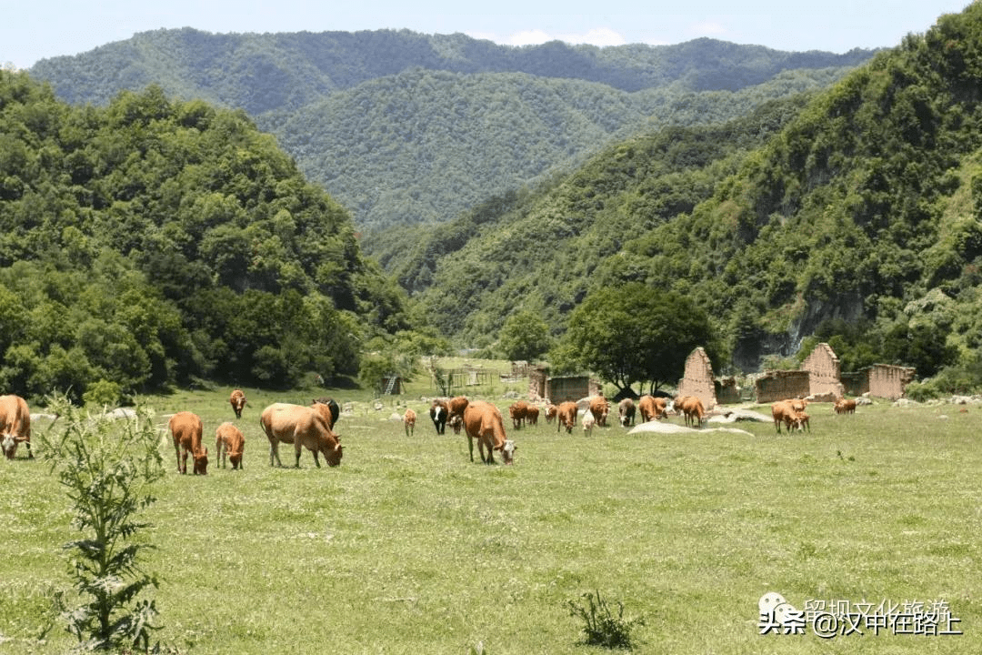 夏日美景不可辜负!带你云游汉中狮子沟牧场