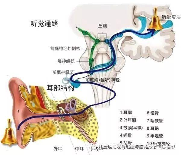 家长科普专栏|脑干听觉诱发电位_训练