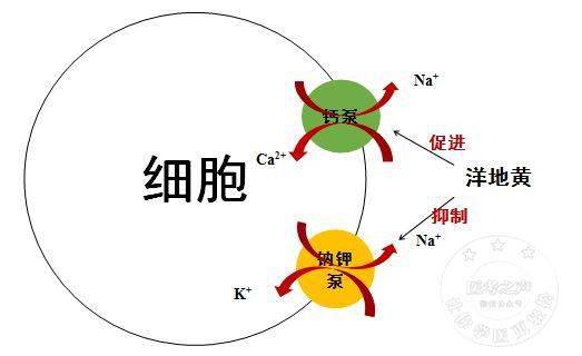 洋地黄主要是通过抑制钠钾泵