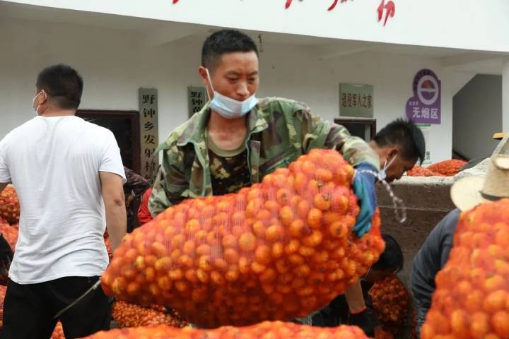 "刺梨成熟,应收尽收":水城区全面开启刺梨鲜果收购