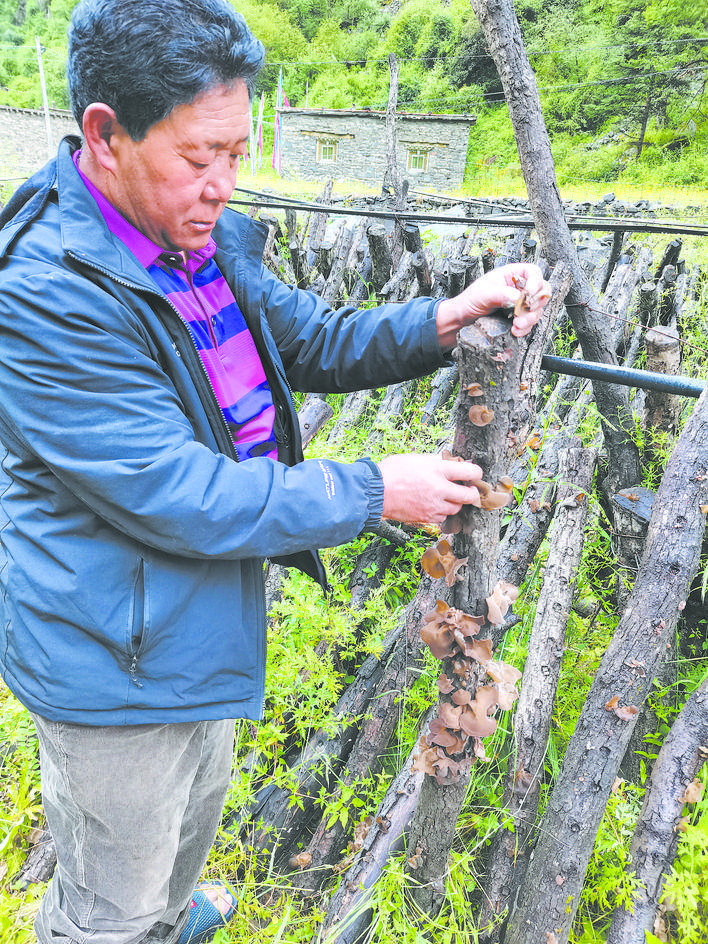 发现阿坝乡村特产壤塘县石里乡下大石沟村小木耳蝶变大产业