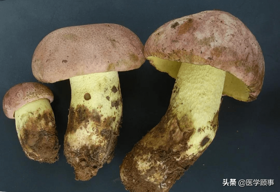 粉盖黄肉牛肝菌(白葱butyriboletus roseoflavus)(图片杨祝良)