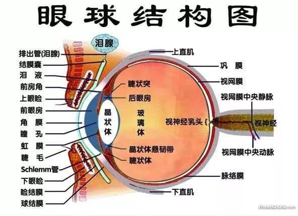 深入了解眼部结构和近视发生过程科学防控