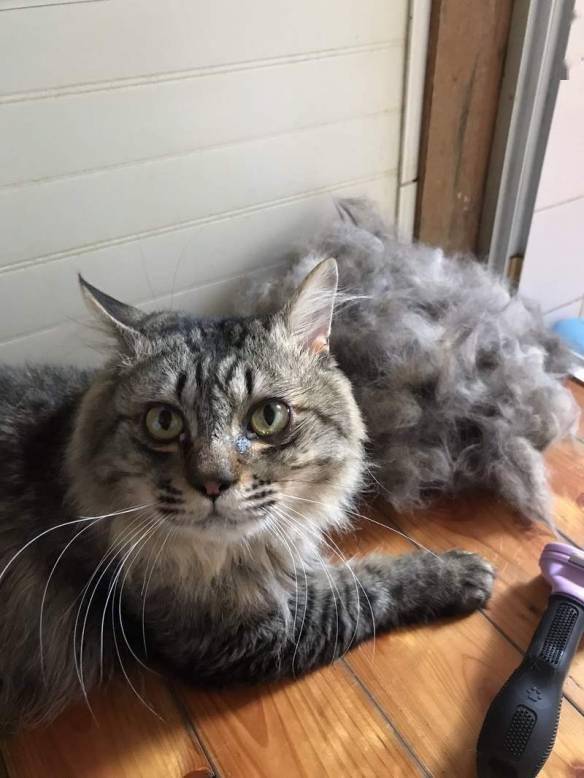 别怕猫掉毛 因为能做假发!日本网友自制猫毛假发