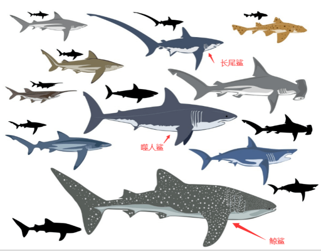 鲸鲨与其它鲨鱼体型对比示意图