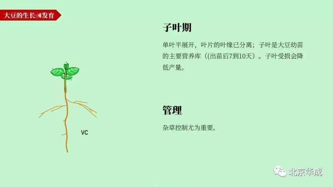 大豆的一生,高清图谱解析