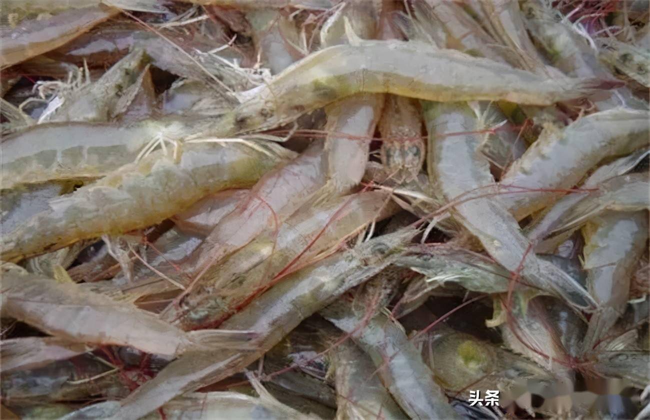 九月对虾市场更复杂,静等