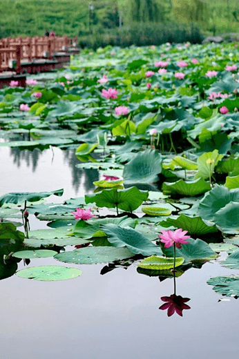 中  国  传  统  节  日  2021年处暑: 公历:8月23日  05:34:48