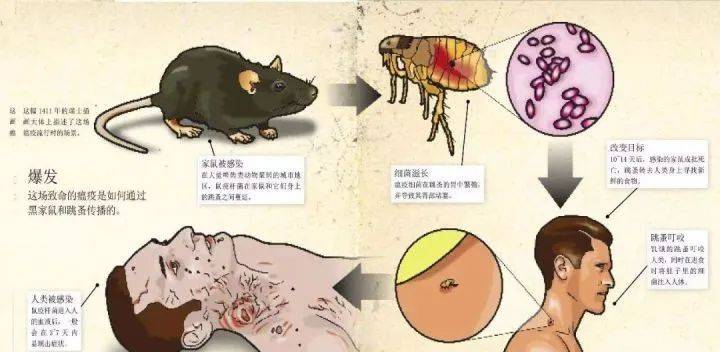 草原|疾控中心提醒：别慌！做到四点可以预防腺鼠疫！