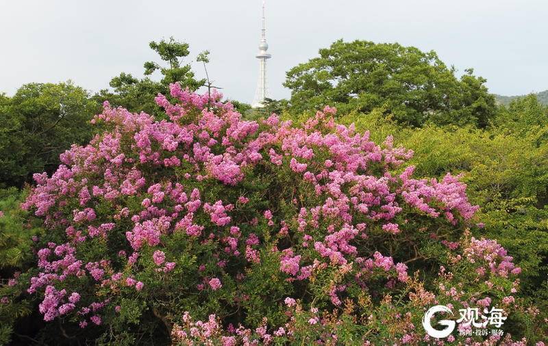 花朵|航拍视角下的中山公园 紫薇花开惹人爱