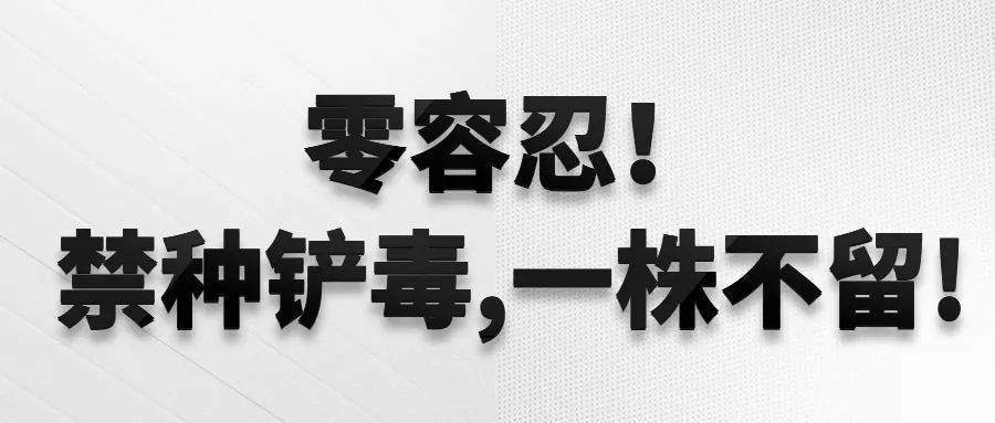 【禁种铲毒】星宇社区:毒品原植物"大扫除 无毒家园齐守护