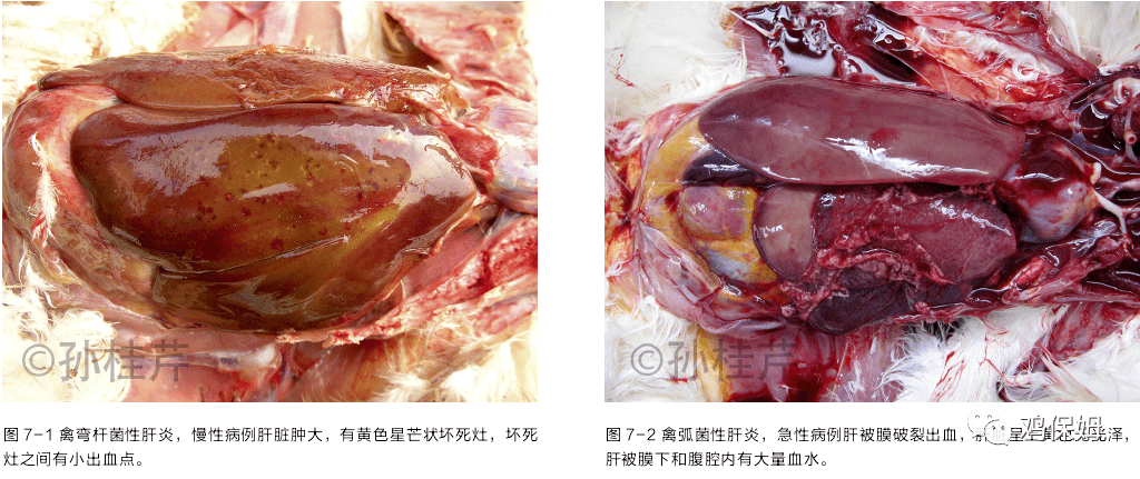 葡萄球菌病主要是由金黄色葡萄球菌引起鸡的急性败血性或慢性传染.