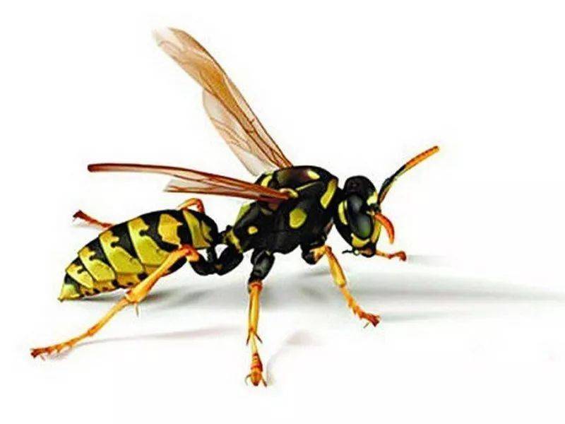 马蜂的毒性马蜂毒性很大,毒液的主要成分为组胺,五羟色胺,缓激肽,透明