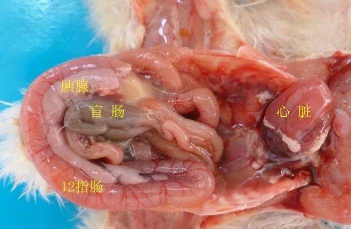 图19,取出肌胃腺胃可以看到十二指肠呈弧形紧贴腹壁,盲肠为浅褐色.