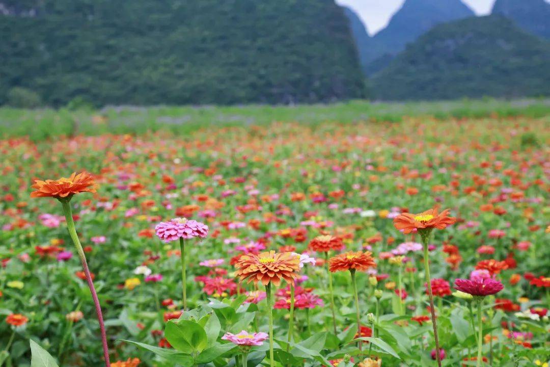 惊艳桂林人的七星区马家坊"网红花海"再度盛开