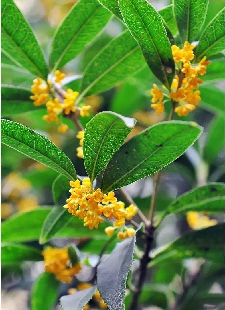 桂花开!昆明赏花地指南奉上!