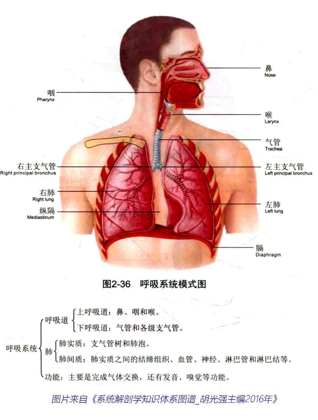 基础知识 | 呼吸道基础解剖知识复习