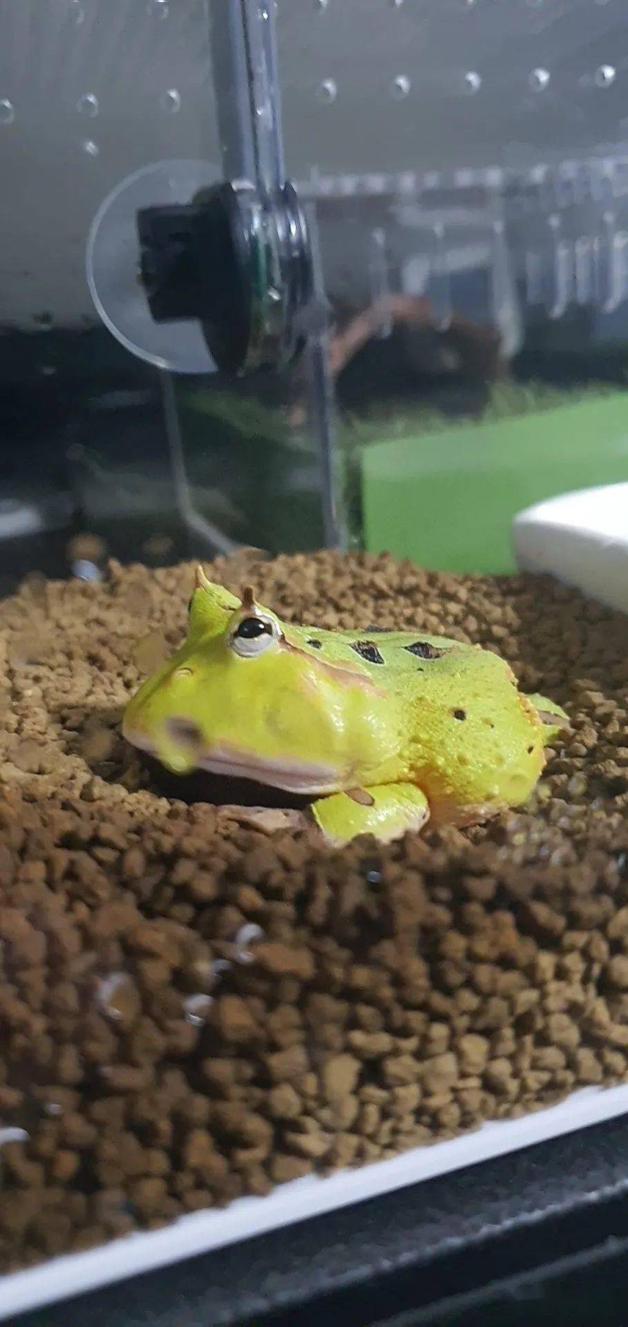 角蛙饲养和环境布置