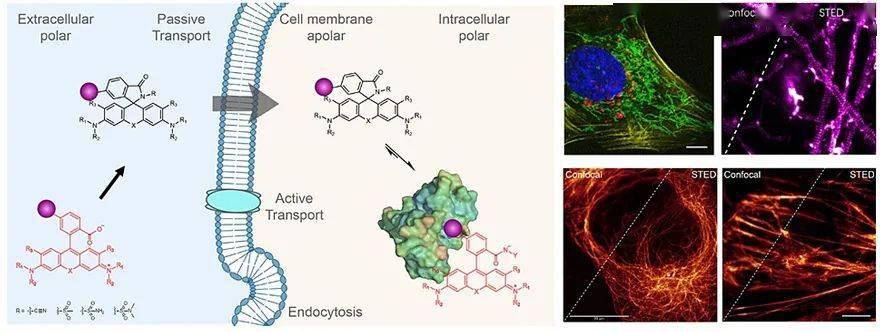 基于罗丹明类染料构建的荧光探针是目前活细胞超分辨成像中最为常用的