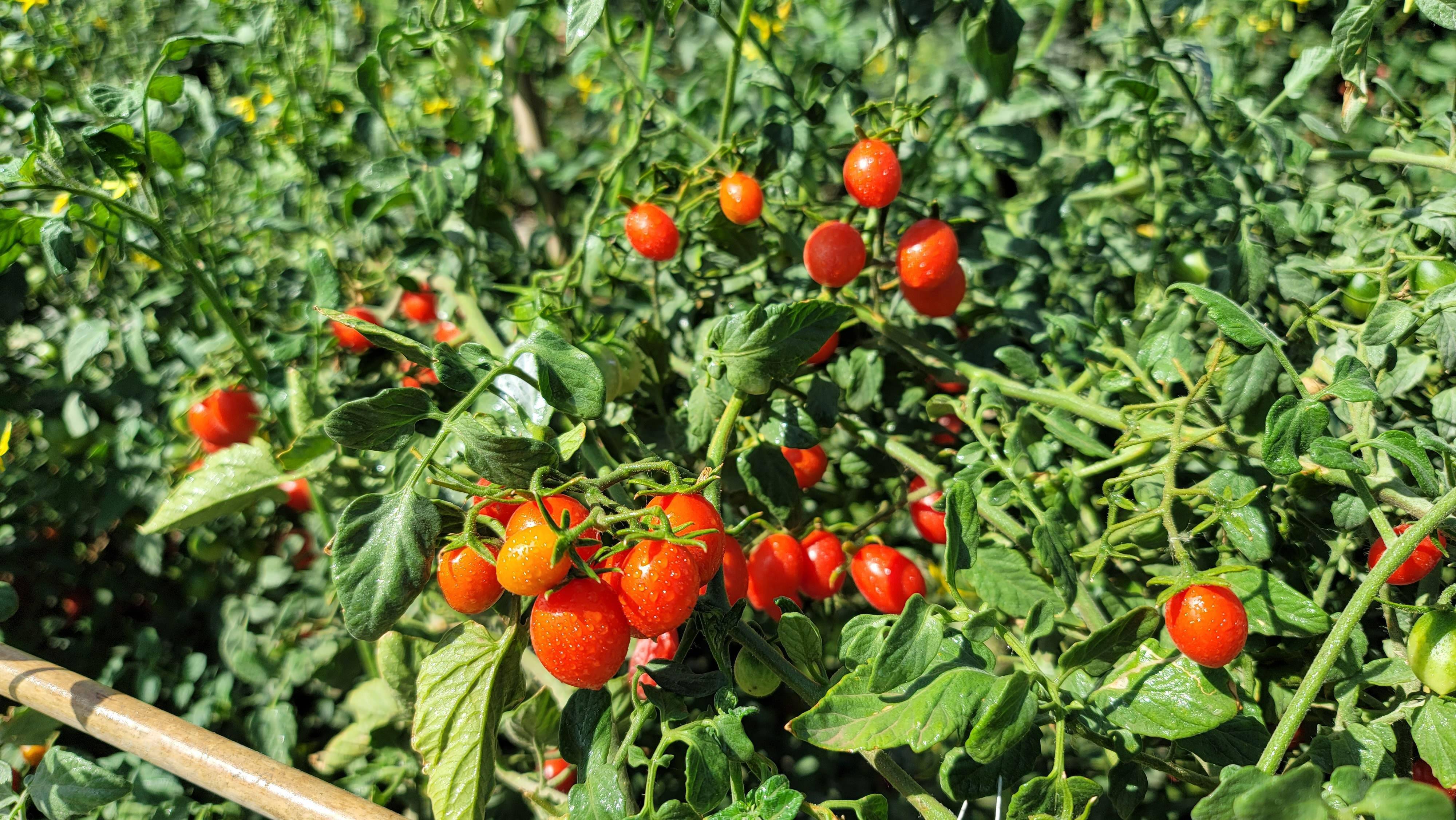 这段时间,库尔勒市阿瓦提乡小兰干村的一片圣女果种植基地迎来丰产