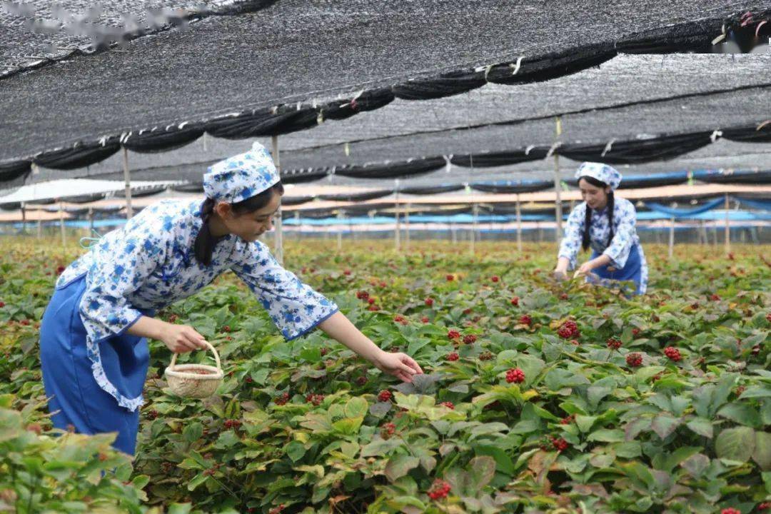 文登参花别样红!_西洋参