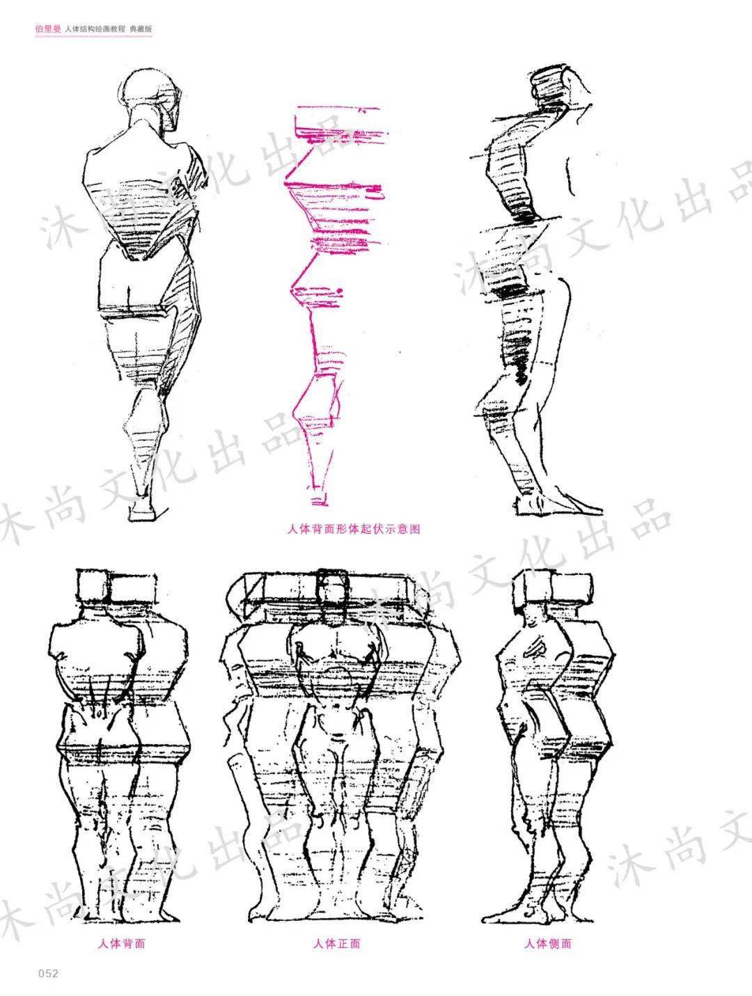 伯里曼人体结构绘画教程