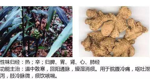 最全中草药图谱附主治功效建议收藏